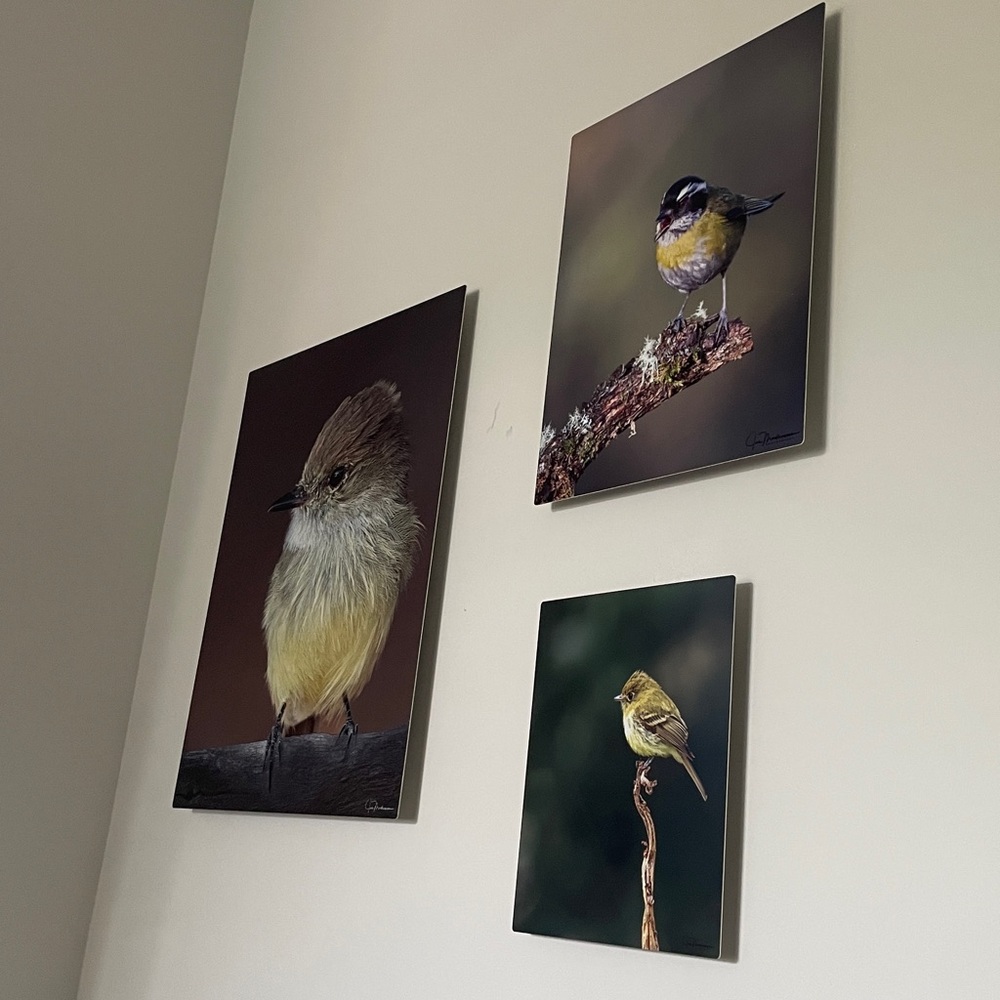Original Bird Photo Collection Ready to Hang Metal Printing Technique